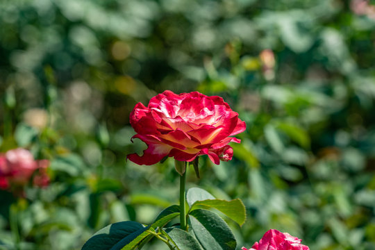Rose Duftwolke. Flower in full bloom