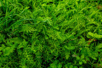 Green background composed of grass, shamrocks and yarrow. the photo is located Achillea millefolium L and Trifolium pratense