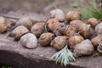 bunch of hand-picked grape snails, summer day in garden. Grape snail farm for restaurants. edible snail or escargot, is a species of large, edible, air-breathing land on wooden plank.