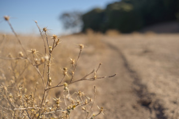 Thorn bushes in front of path with trees and skyline