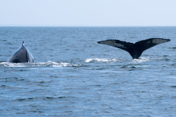 Fototapeta premium Two whales playing one with fluke up