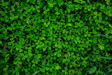 Green background on which are clover leaves. Background with organic motif