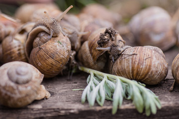 bunch of hand-picked grape snails, summer day in garden. Grape snail farm for restaurants. edible snail or escargot, is a species of large, edible, air-breathing land on wooden plank.