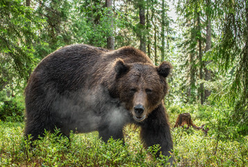 Adult Male Brown Bear  breathes with steam. Close up portrait of Brown bear  in the summer forest. Green forest natural background. Natural habitat. Scientific name: Ursus Arctos.