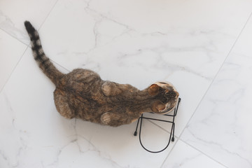 Cat eating food from a bowl. Top view. On white marble tiles background