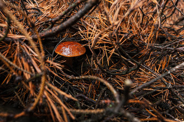 Boletus edulis, Brown mushrooms and in a forest
