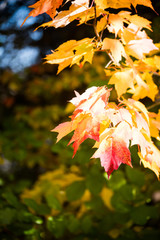 Red Maple Leaves side