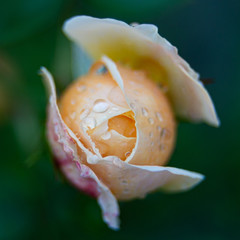 Rosa abriéndose