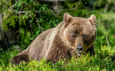Obraz premium Adult Brown Bear. Close up portrait of Brown bear in the summer forest. Green natural background. Natural habitat. Scientific name: Ursus Arctos.