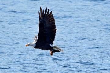 Bald eagle soaring low with a fish.