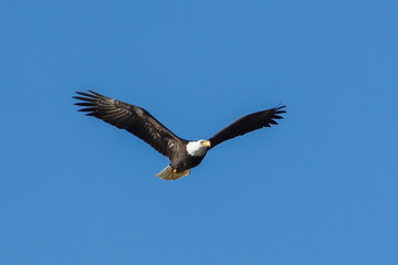 Fototapeta na wymiar Bald eagle soaring up in the sky.