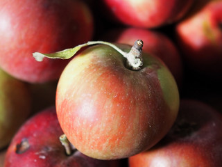 autumn harvest of ripe apples, organic fruits