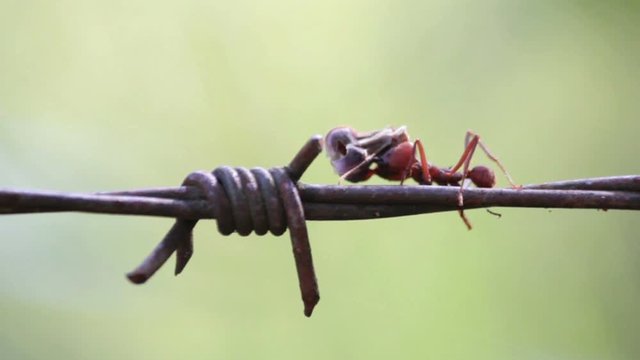 Ant is looking for food