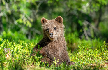 Naklejka na ściany i meble Brown bear cub in the summer forest. Scientific name: Ursus arctos. Natural Green Background. Natural habitat. Summer season