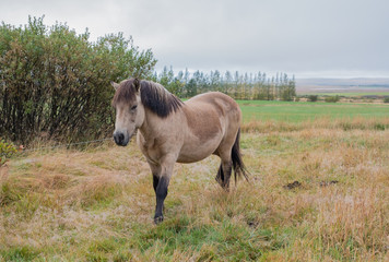 Horses at the base of Laugarvatn, near the city of Reykjavik - Iceland. September 2019