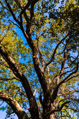 cool tree