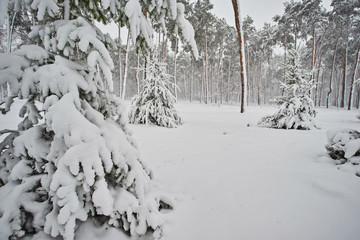 Winter, forest, snow. Snow-covered pine forest, trees in the snow, a beautiful winter landscape.