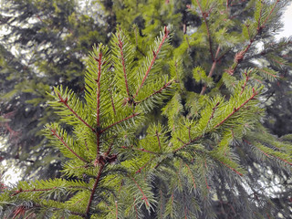 Green spruce branch close up on the background of spruce. Background with christmas tree.