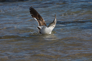 Kelp Gull Splash Down In Seawater (Larus dominicanus), Mossel Bay, South Africa