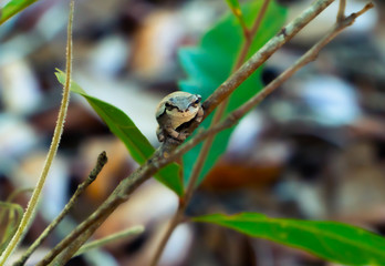 Tropical tree frog