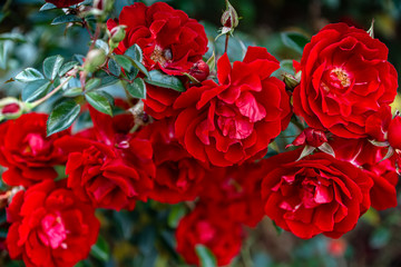 Deep red blooming rose flowers in bush in green summer garden