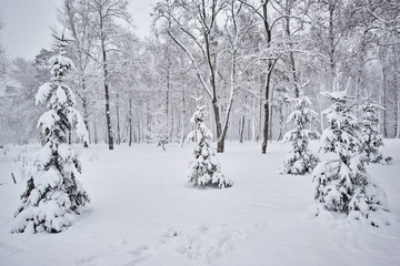 Winter, forest, snow. Snow-covered pine forest, trees in the snow, a beautiful winter landscape.