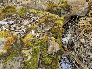 Fallen foliage lies on a snow-covered moss-covered natural stone. Natural background.