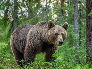 Adult Male Brown Bear. Close up portrait of Brown bear  in the summer forest. Green natural background. Natural habitat. Scientific name: Ursus Arctos.
