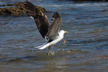 Kelp Gull Plucks A Crab From The Ocean (Larus dominicanus), Mossel Bay, South Africa