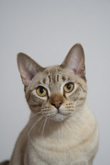 Chocolate spotted Australian Mist cat