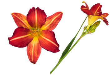 fresh red hermerocallis day lily blooming flowers in isolated white background with clipping path