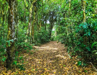 path in the forest