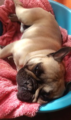  Cute French Bulldog lying in a blue plastic dog bed on a pink blanket with long hair