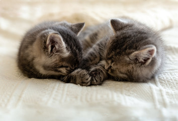 Cute tabby kitten sleeping, hugging, kissing on white paid at home. Newborn kitten, Baby cat, Kid animal and cat concept. Domestic animal. Home pet. Cozy home cat, kitten. Love