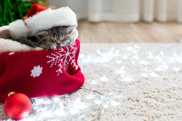 Christmas cat wearing Santa Claus hat sleeping on plaid under christmas tree with blurry festive...