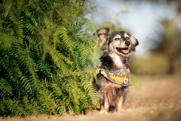 mascota feliz
