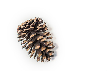 pine cone isolated on white background