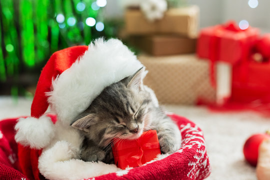 Christmas presents concept. Christmas cat wearing Santa Claus hat holding gift box sleeping on plaid under christmas tree. Adorable little tabby kitten, kitty, cat. Cozy home.Close up,copy space. 