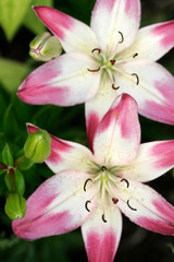 Fototapeta na wymiar Pink white daylily close-up