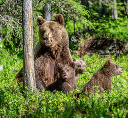 Obraz na płótnie Canvas Brown bears. She-bear and bear-cubs in the summer forest. Green forest natural background. Scientific name: Ursus arctos.