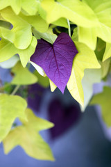 Purple and yellow  lime green leaves closeup