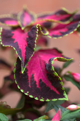Pink burgundy lime green coleus plant leaves close-up