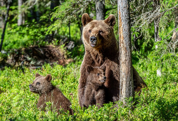 Fototapeta na wymiar Brown bears. She-bear and bear-cubs in the summer forest. Green forest natural background. Scientific name: Ursus arctos.