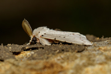 Image of Moth Butterfly (Lymantria cf. marginalis) on tree. Insect. Animal.