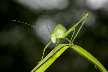 Image of green bush-cricket long horned grasshopper on green leaf. Insect. Animal.