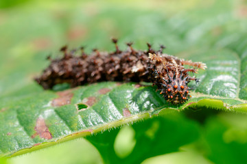 Image of a Caterpillar commander(Moduza procris) on green leaves. Insect. Animal