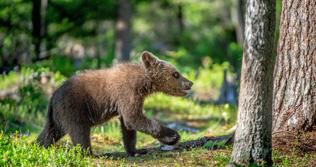 Brown bear cub in the summer forest. Scientific name: Ursus arctos. Natural Green Background. Natural habitat. Summer season © Uryadnikov Sergey