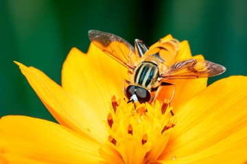 Image of flower fly or hoverfly (Helophilus insignis) on yellow flower pollen suck nectar on a natural background. Insect. Animal.