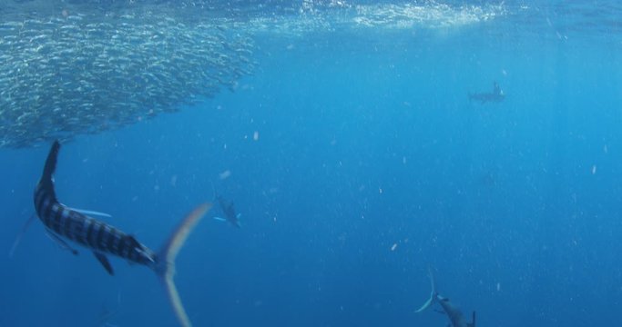 Marlins Bilder Durchsuchen 163 Archivfotos, und Videos