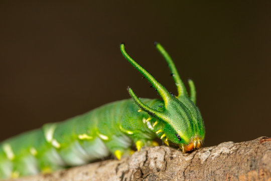 Image of Caterpillar of common nawab butterfly (Polyura athamas) or Dragon-Headed Caterpillar on nature background. Insect. Animal.